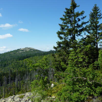 Tageswanderung  „Lusen im Blick“ thumbnail